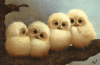 owls3.gif