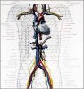 Cardiovascular Structures.jpg