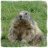 marmot